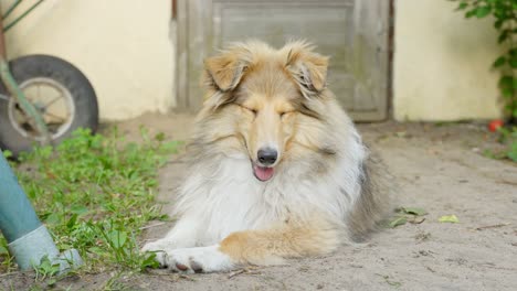 Perro-Collie-áspero-Relajado-Descansando-Al-Aire-Libre-En-Un-Día-Soleado