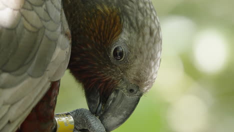 Der-Neuseeländische-Kaka-Papagei-Hält-Seine-Nahrung-Mit-Seinen-Füßen