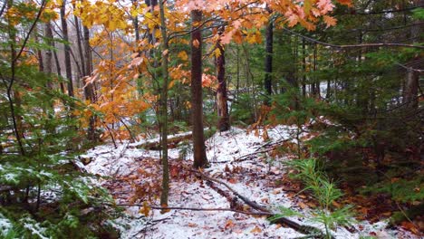 Tour-through-the-forest-in-winter-to-a-road,-snow,-trees,-branches,-colored-leaves,-Mount-Washington,-New-Hamsire,-US