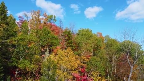 Wald-In-Seiner-Herbstlichen-Pracht,-Wo-Die-Bäume-In-Leuchtende-Herbsttöne-Gehüllt-Sind