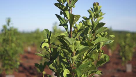 Dolly-Right-Clip-Of-Yerba-Mate-Plant-Growing-On-Commercial-Plantation,-Argentina