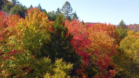 Die-Drohnenaufnahme-Des-Farbenfrohen-Waldes-Zeigt-Dichte-Bäume-Im-Herbst-In-Montreal,-Québec,-Kanada
