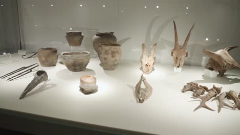 ancient-Bones,-pots-and-skulls-in-glass-case-at-the-display-in-the-museum-of-Biskupin,-Poland