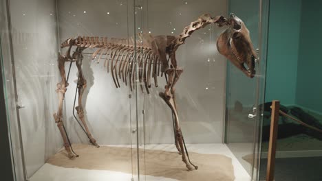 old-horse-skeleton-in-glass-case-at-the-exhibition-in-the-museum-of-Biskupin,-Poland