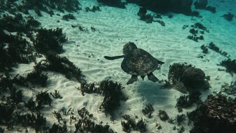 Grüne-Meeresschildkröten-Schwimmen-Friedlich-über-Dem-Meeresboden-Auf-Der-Insel-Norfolk,-Zeitlupe