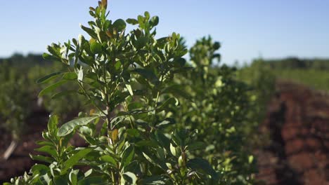 Move-In-Shot-On-Green-Leaves-Of-Yerba-Mate-Plants,-South-America