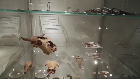old-Bones-and-skulls-in-glass-case-at-the-exhibition-in-the-museum-of-Biskupin,-Poland