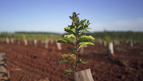Nahaufnahme-Eines-Einzelnen-Jungen-Yerba-Mate-Baums,-Der-Auf-Einer-Plantage-In-Argentinien-Wächst