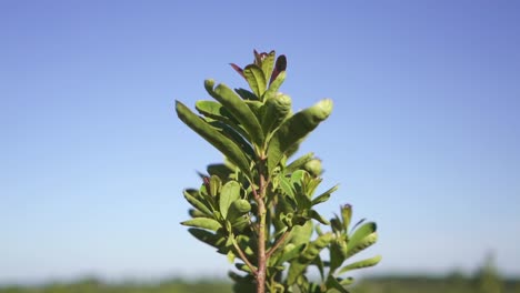 Close-Up-View-Of-Top-Of-Yerba-Mate-Plant,-South-American-Traditional-Infusion