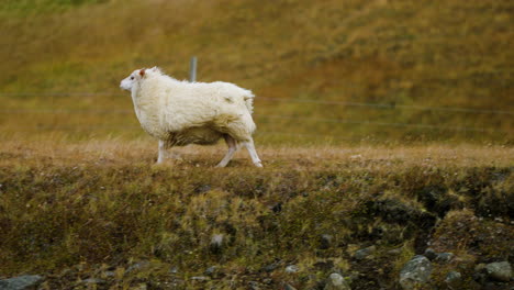 Ovejas-Islandesas-Corriendo-En-El-Pasto-En-Un-Día-Ventoso-En-Islandia