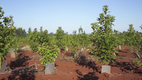 Pan-Right-Clip-Of-Rows-Of-Yerba-Mate-Plants-Growing-On-Plantation,-Argentina