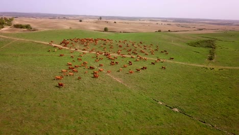 Rebaño-De-Vacas-En-Los-Pastos-En-Portugal