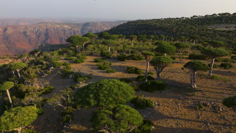 árboles-De-Sangre-De-Dragón-Del-Bosque-Firhmin-Durante-La-Puesta-De-Sol-En-Socotra,-Yemen