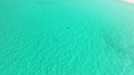 Bird-On-Flight-Over-Turquoise-Beach-Of-Shoab-In-Qalansiyah,-Socotra-Island,-Yemen