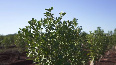 Slow-Orbit-Right-Clip-Of-Tall-Yerba-Mate-Plant-On-Plantation-In-Argentina