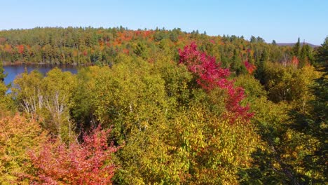 Approaching-drone-shot-flying-over-the-autumnal-treetops-of-La-Vérendrye-Wildlife-Reserve,-located-in-Montréal,-Québec,-Canada