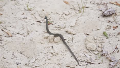 A-Grass-Snake-slithering-Through-a-Sandy-Environment---Close-Up-slow-motion-shot
