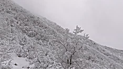 Snow-covered-trees-and-shurbs-on-valley-mountain-side,-clean-white-homogenous-winter-pattern-under-grey-sky