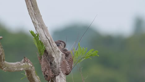 Camera-zooms-out-while-the-bird-is-in-its-nest-tending-its-babies,-Ashy-Woodswallow-Artamus-fuscus,-Thailand