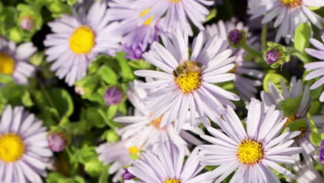 Honigbiene-Sammelt-Pollen-Oder-Nektar,-Die-An-Einem-Sonnigen-Tag-Auf-Der-Asterblume-Von-San-Bernardino-Thront