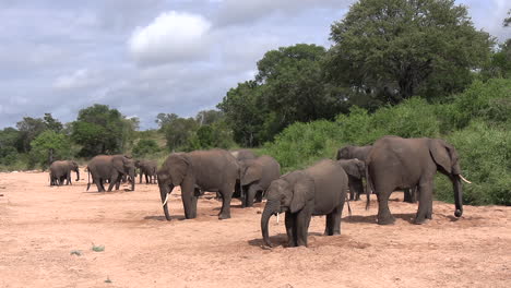 Elephants-gather,-dig-holes-and-drink-water-from-a-sandy-riverbed