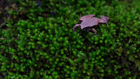 Croaking-while-on-a-healthy-patch-of-moss-deep-in-the-forest,-Dark-sided-Chorus-Frog-or-Taiwan-Rice-Frog-Microhyla-heymonsi,-Thailand
