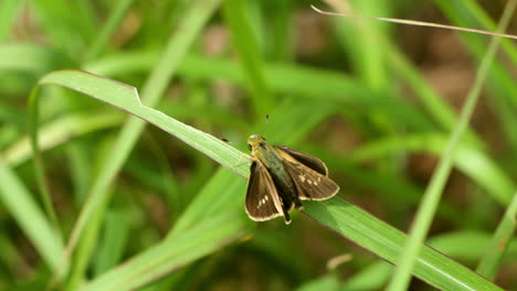Borbo-cinnara,-or-Rice-Swift-butterfly,-on-blade-of-grass,-flies-away