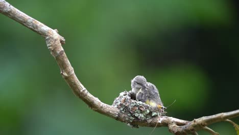 The-baby-small-minivet-bird-in-the-nest-on-a-tree-branch