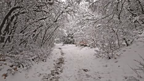 Aerial-dolly-below-snow-covered-hiking-path-under-tree-tunnel-with-no-leaves