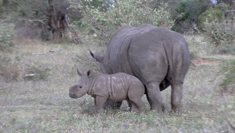 A-white-rhinoceros-grazes-with-her-calf-in-the-savannah-grass