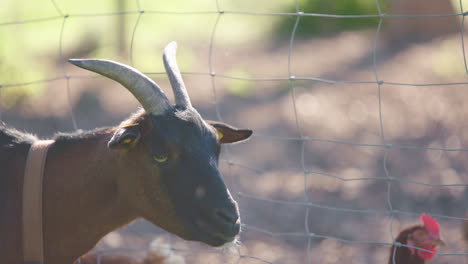 Brown-goat-staring-into-camera-then-turning-head,-chickens-in-the-background,-static-slow-motion