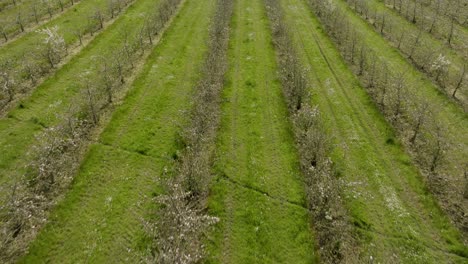 Blüte-Englischer-Obstgarten-Reihen-Bäume-Luftaufnahme-Obstanbau-Frühling-Großbritannien