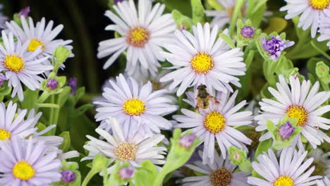 Männliche-Drohnenfliege-Eristalis-Tenax-Schwebfliege-Sammelt-Pollen-Von-Der-Violetten-Blume-Der-San-Bernardino-Aster