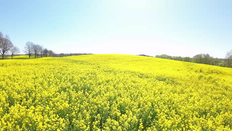 Rolling-hills-of-blooming-rapeseed-with-a-deep-blue-sky-overhead