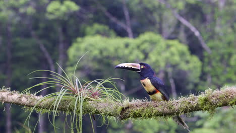 Collared-aracari--perched-on-branch,-flying-away
