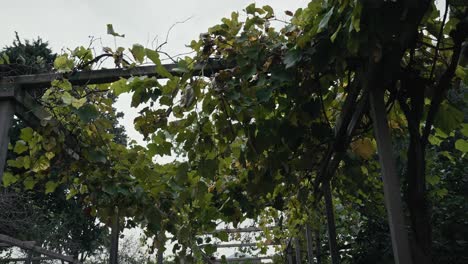 Pompeji-Weinlaube,-Quartios-Garten,-Italien