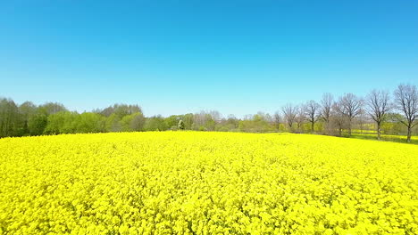 Vast-rapeseed-field-with-sparse-trees-under-a-sunny-blue-sky