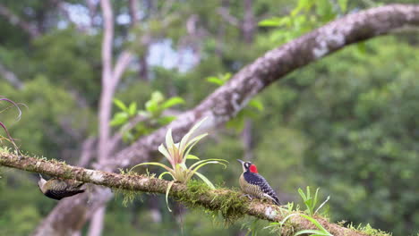 Black-cheeked-Woodpecker-hiding-under-a-branch-for-raptor-above-in-the-sky