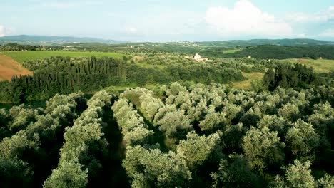 Luftdrohnen-Olivenhain-Der-Toskana