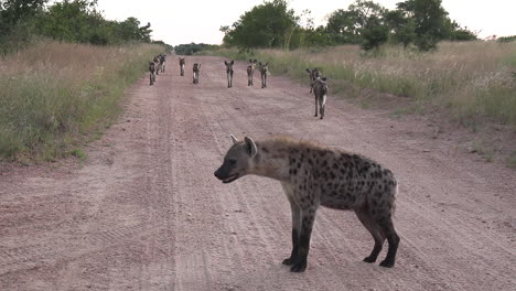 Spotted-hyenas-patiently-following-wild-dogs-along-a-dirt-road