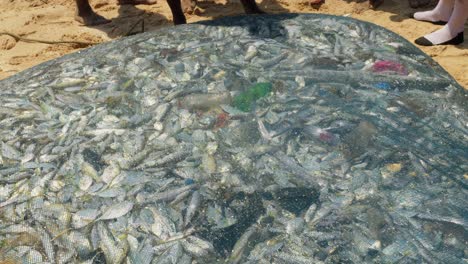 Fishing-net-full-of-still-living-fishes-in-a-town-on-the-coast-of-Ghana,-Africa