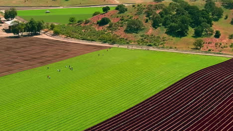 Agricultores-Que-Cuidan-Campos-Agrícolas-Ondulados,-Panorama-Aéreo