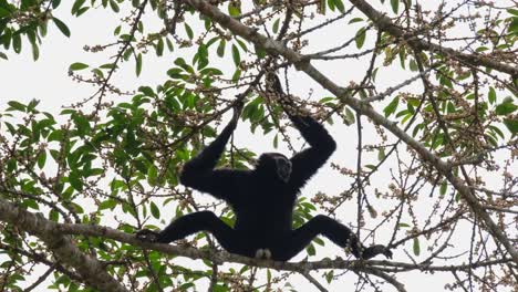 Hanging-with-both-hands,-legs-spreading-on-the-branch-to-create-balance-but-also-brave-enough-to-display-his-white-genitals-as-symbol-of-its-future,-Pileated-gibbon-Hylobates-pileatus,-Thailand