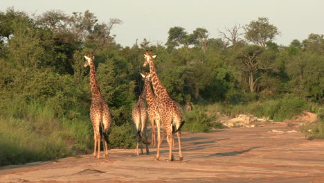 Eine-Gruppe-Giraffen,-Die-Sich-Gemeinsam-In-Einem-Trockenen-Flussbett-In-Afrika-Bewegen