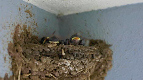 Newborn-Barn-Swallow-Chick-In-Nest-Crying-For-Food