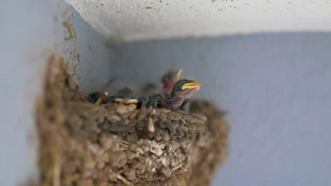 Barn-Swallow-Chicks-In-Its-Nest.-closeup-shot