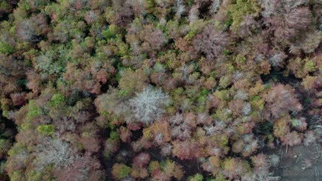 Aerial-flight-over-dense-deciduous-and-pine-forest-during-fall-in-North-Florida