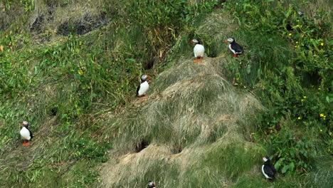 Group-of-puffins-on-the-rock-cliff-in-Iceland,-flying-in-and-resting,-handheld
