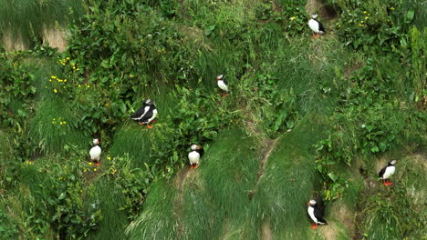 Papageientaucher-In-Der-Nähe-Von-Nestern-Auf-Einer-Grasbewachsenen-Klippe-An-Der-Küste-Islands,-Handgehalten