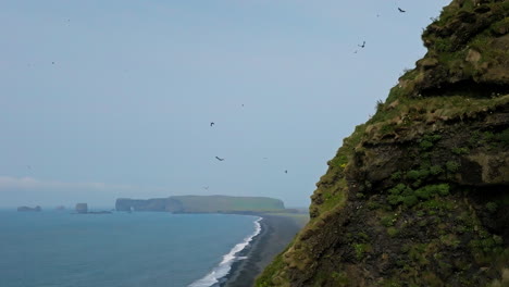 Icelandic-ocean-coast,-black-sand-beach-and-seabirds-flying-around-cliffs,-aerial